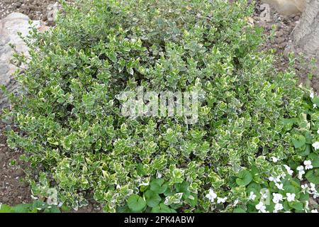 L'arbuste ornemental à feuilles persistantes Euonymus fortunei pousse dans le jardin Banque D'Images