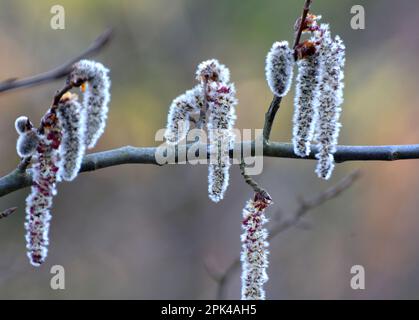 Les boucles d'oreilles Aspen (Populus tremula, Populus pseudotremula) fleurissent dans la nature au printemps Banque D'Images