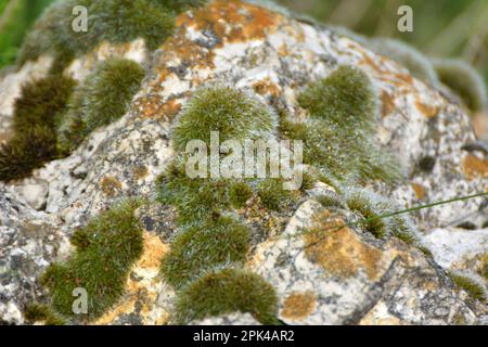 Mousse de la famille des Grimmiaceae qui pousse à l'état sauvage sur une roche calcaire Banque D'Images