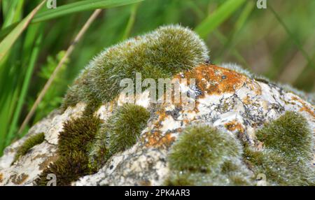 Mousse de la famille des Grimmiaceae qui pousse à l'état sauvage sur une roche calcaire Banque D'Images