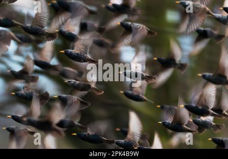 Berlin, Allemagne. 04th avril 2023. 04.04.2023, Berlin. Un groupe d'amidons communs (Sturnus vulgaris) vole dans un troupeau au-dessus d'un champ. L'étoile commune est un oiseau commun et se produit souvent dans les grands troupeaux. En tant que successeur culturel, il se trouve à proximité des humains. Crédit: Wolfram Steinberg/dpa crédit: Wolfram Steinberg/dpa/Alay Live News Banque D'Images