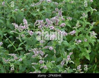 Dans la nature, la menthe pousse à long feuilles (Mentha longifolia) Banque D'Images