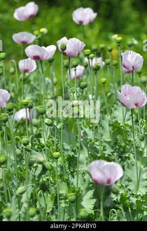 Le pavot à tête verte pousse dans le jardin. Banque D'Images