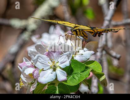 Ce magnifique papillon à deux queues a passé des heures à se nourrir des magnifiques fleurs de cet arbre dans un bois du Nouveau-Mexique du sud. Banque D'Images