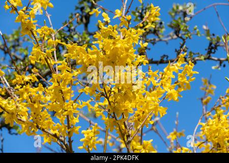 Brousse de Forsythia jaune vif en pleine fleur sur fond de ciel bleu clair dans un jardin de printemps. Banque D'Images