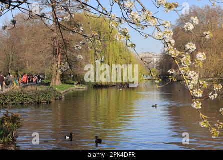 Soleil de printemps pour les vacances de Pâques à St James's Park, dans le centre de Londres, Royaume-Uni Banque D'Images