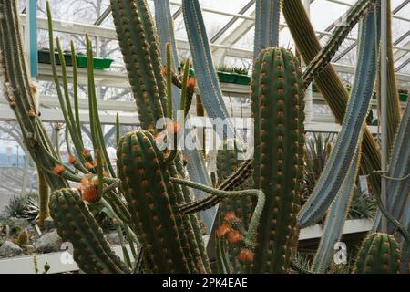 Tiges de cactus en latin appelé Echinopsis clavata avec des fleurs d'orange poussant dans le jardin botanique. Composition cactus poussant en forme d'arbre. Banque D'Images