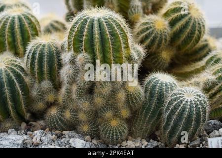 Le cactus à billes, appelé en latin parodia horstii, est une espèce de plantes à fleurs de la famille des Cactaceae, originaire du Brésil. Banque D'Images