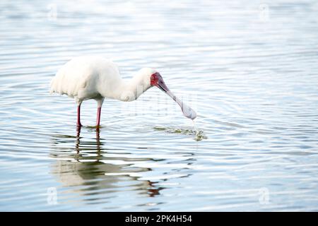 Le bec-de-butin africain (Platalea alba) en eau peu profonde. Amboseli, Kenya Banque D'Images