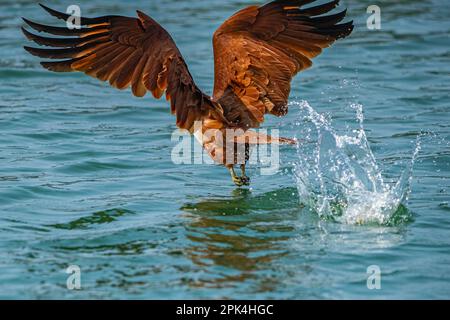 Un cerf-volant fait une éclaboussure dans l'eau Banque D'Images