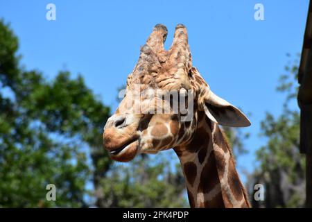 Coeup d'une girafe , Busch Gardens Florida USA Banque D'Images