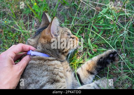 Un collier de chat contre les tiques et les puces avec de l'huile naturelle de celandine et de lavande. Repelling naturel d'insectes suceurs de sang pour un animal domestique marchant Banque D'Images