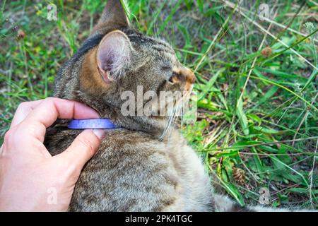 Un collier de chat contre les tiques et les puces avec de l'huile naturelle de celandine et de lavande. Repelling naturel d'insectes suceurs de sang pour un animal domestique marchant Banque D'Images