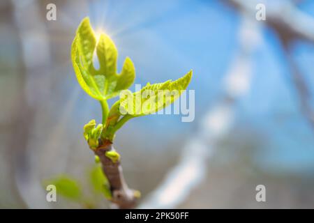 Pousses de figuier et figues vertes au printemps par temps ensoleillé Banque D'Images