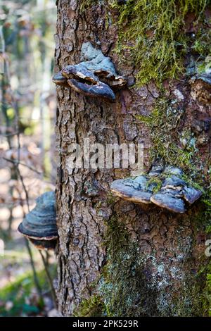 Champignons sur un tronc d'arbre. Image détaillée avec arrière-plan de la forêt. Banque D'Images