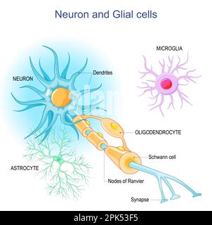 Structure du neurone humain. Illustration des cellules du neurone du ...