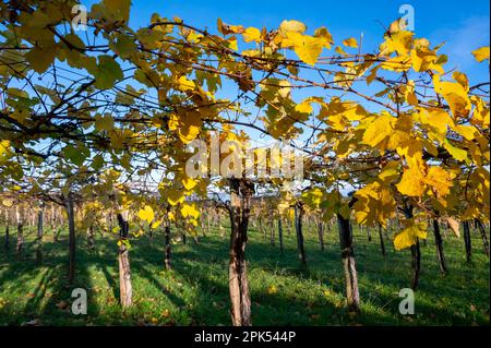 Vignobles de raisin de txakoli vallonné, fabrication de Txakoli ou chacolí légèrement mousseux, vin blanc très sec avec une forte acidité et une faible teneur en alcool, Getaria Banque D'Images