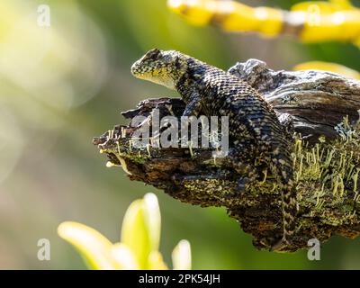 Lézard épineux vert, également appelé la SWIFT émeraude (Sceloporus malachiticus), dans la forêt nuageuse de Savegre, au Costa Rica Banque D'Images