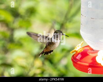 Colibri volcan (Selasphorus flamula) dans la forêt nuageuse, Savegre, Costa Rica Banque D'Images