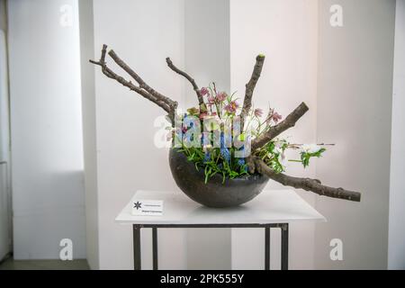 04-04-2023 Moscou Russie. Exposition ikebana à l'Institut d'architecture de Moscou ( Blagaya gilet ou "bonnes nouvelles"). Composition de l'arr. De floraison Banque D'Images