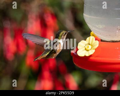 Colibri volcan (Selasphorus flamula) dans la forêt nuageuse, Savegre, Costa Rica Banque D'Images