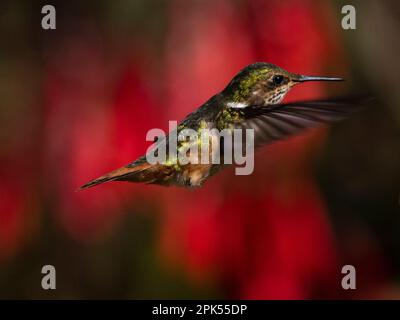 Colibri volcan (Selasphorus flamula) dans la forêt nuageuse, Savegre, Costa Rica Banque D'Images