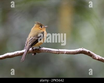 Moucherolle touffeté du Nord (Mitrephanes phaeocercus) à Savegre, au Costa Rica Banque D'Images