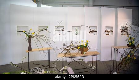 04-04-2023 Moscou Russie. Exposition ikebana à l'Institut d'architecture de Moscou ( Blagaya gilet ou "bonnes nouvelles"). Composition de la floraison arra Banque D'Images
