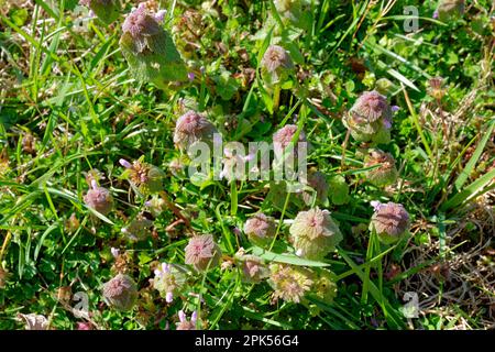 En regardant vers le bas une grappe de l'ortie pourpre florale qui pousse dans la pelouse avec l'herbe considérée comme une vue rapprochée des mauvaises herbes lors d'une journée ensoleillée au printemps Banque D'Images