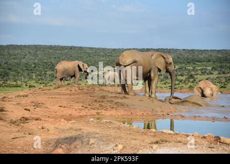 Gros plan d'un groupe d'éléphants sauvages se baignant et jouant dans un trou d'eau en Afrique du Sud. Notez la réflexion. Banque D'Images