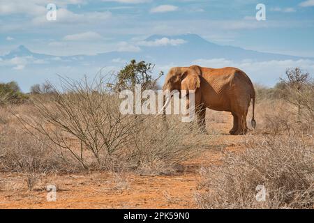 L'éléphant d'Afrique de taureau (Loxodonta africana), nommé Umoja par le Trust Amboseli pour les éléphants, avec le mont Kilimanjaro en arrière-plan Banque D'Images