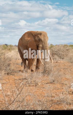L'éléphant d'Afrique de taureau (Loxodonta africana), nommé Umoja par le Trust Amboseli pour les éléphants. Banque D'Images