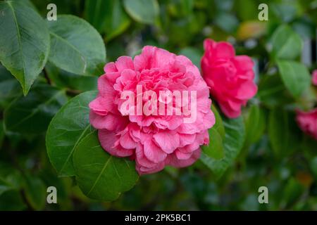 Le camélia rose japonica forme une pivoine de fleur dans le jardin. tsubaki japonais. Banque D'Images