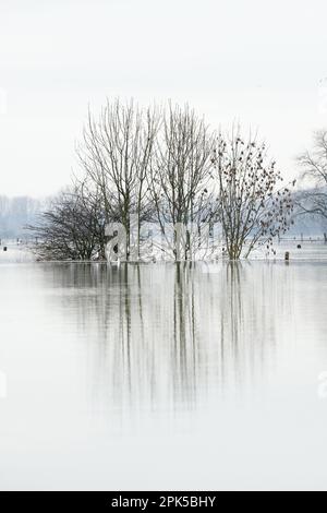 submergé... Inondation ( Bas Rhin près de Xanten ), paysage culturel inondé, prairies inondées et champs en Rhénanie Banque D'Images