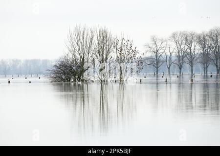 submergé... Inondation ( Bas Rhin près de Xanten ), paysage culturel inondé, prairies inondées et champs en Rhénanie Banque D'Images