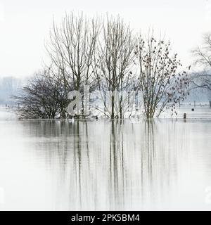 submergé... Inondation ( Bas Rhin près de Xanten ), paysage culturel inondé, prairies inondées et champs en Rhénanie Banque D'Images