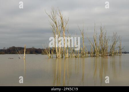 menace... Inondation du Rhin ( île Bislicher près de Xanten ), groupe mort d'arbres se reflétant dans l'eau d'inondation Banque D'Images