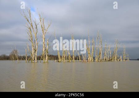 Squelettes d'arbre... Inondation ( Bas Rhin ), groupe d'arbres morts entouré d'eau dans la région de Bislicher Insel près de Xanten Banque D'Images