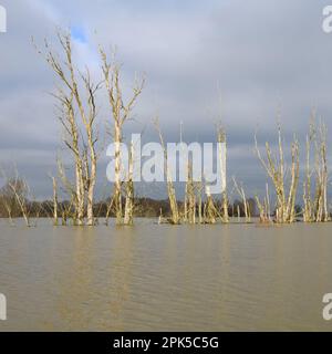 Squelettes d'arbre... Inondation ( Bas Rhin ), groupe d'arbres morts entouré d'eau dans la région de Bislicher Insel près de Xanten Banque D'Images