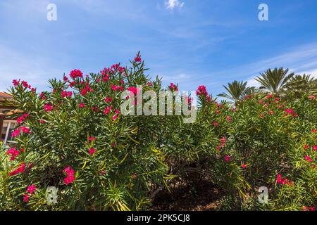 Superbes arbres verts avec fleurs roses à l'oléander sur fond bleu ciel. Aruba. Banque D'Images