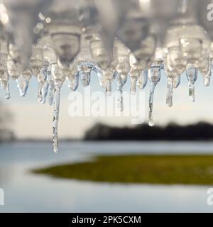 L'âge de la glace... Icicles ( inondation d'hiver 2020/2021 ) sur l'île Bislicher près de Xanten Banque D'Images