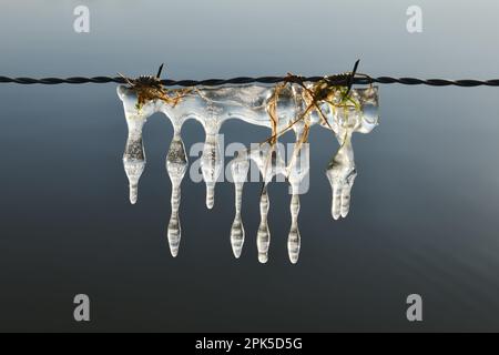 Sculptures de glace sur barbelés... Glaces ( inondation d'hiver 2020/2021 ) sur le Rhin inférieur, sculptures de glace naturelles formées par le vent et le temps Banque D'Images