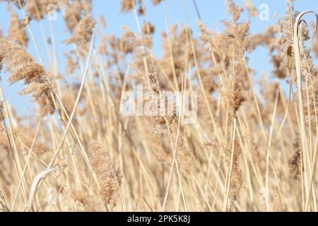 Pampas herbe dans la brise avec le ciel bleu dans un fond de nature calme Banque D'Images