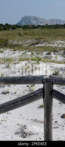 Balustrades de sable et de bois, plage de la Cinta, île de Tavolara, Sardaigne, Italie Banque D'Images