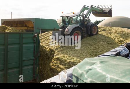 Pelle hydraulique de tracteur formant un tas de maïs fourrager haché Banque D'Images