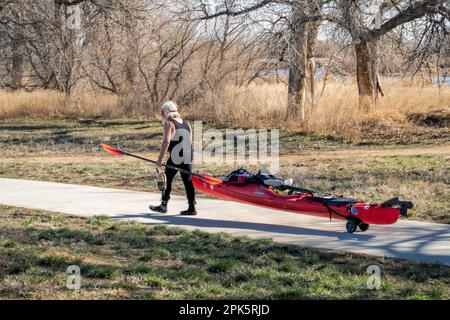 Evans, CO, Etats-Unis - 1 avril 2023: Un kayakiste mâle senior en combinaison transporte son kayak de mer sur une voiturette pour le début du printemps pagayer sur le plateau sud Banque D'Images