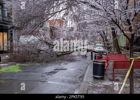 Montréal, CANADA - 5 avril 2023 : la tempête de pluie verglaçante a endommagé un arbre Banque D'Images