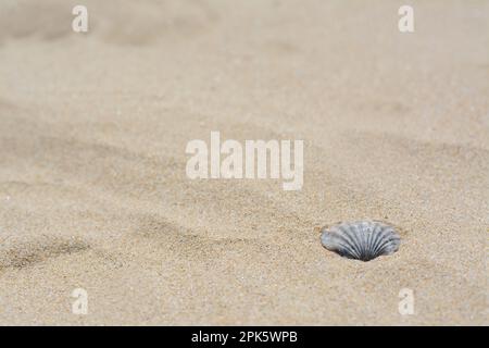 Seashell sur la plage de sable ensoleillée, espace pour le texte Banque D'Images