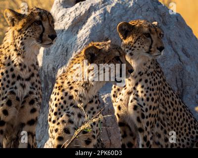 Trois cheetahs, concession Sandibe, delta d'Okavango, Botswana Banque D'Images