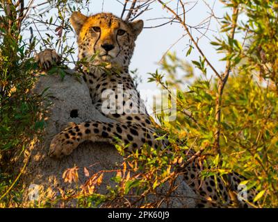 Portrait de Cheetah, concession Sandibe, delta d'Okavango, Botswana Banque D'Images